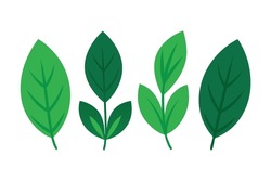 Weeping Fig Leaf Color Art Fine Linework with Unique Leaf Features