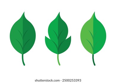 Weeping Fig Leaf Color Art Nature Inspired Artwork of Weeping Fig Leaves