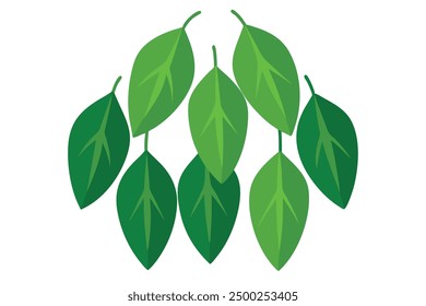 Weeping Fig Leaf Color Art Detailed Botanical Illustration for Leaf Enthusiasts