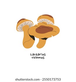 Icono de champiñón de gorro de leche llorando. Lactifluus volemus con nombre. Bolete de bosque comestible. Boletus estampado, hongos orgánicos. Naturaleza otoñal. Ilustración vectorial aislada plana sobre fondo blanco