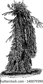 Weeping Norway spruce is a hardiest weeping trees, works well to create a focal point in colder regions. The branches of these trees droop downward. It is found basically in Europe, vintage