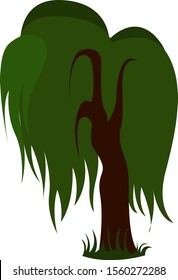 Weeping willow, illustration, vector on white background.