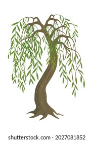 Weeping Willow tree. Colorful Illustration of melancholy tree motive. Isolated on white background. Vector available.