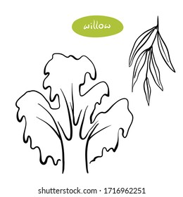 Lloros de sauce y hojas. Dibujo manual de líneas negras de árboles europeos caducos aislados en fondo blanco. Ilustración del vector