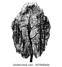 

Weeping Willow Tree.  Vintage Engraving Illustration. Black And White Vector Sketch .