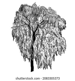 

Weeping Willow Tree.  Vintage Engraving Illustration. Black And White Vector Sketch .