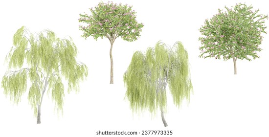 Weeping willow tree,Bauhinia × blakeana flower isolate backgrounds 3d rendering