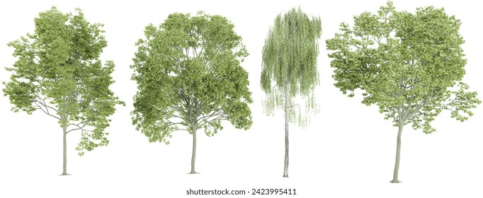Weeping willow,acer platanoides trees on transparent background, for illustration, digital composition, and architecture visualization