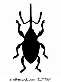 Weevil (Curculio nucum)