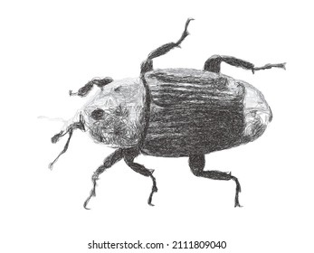 Weevil. Doodle sketch. Vector illustration. Isolated on white background. 