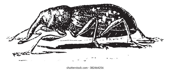 Weevil, Hylesinus abietis, vintage engraved illustration. Dictionary of words and things - Larive and Fleury - 1895. 