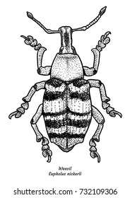 Weevil illustration, drawing, engraving, ink, line art, vector