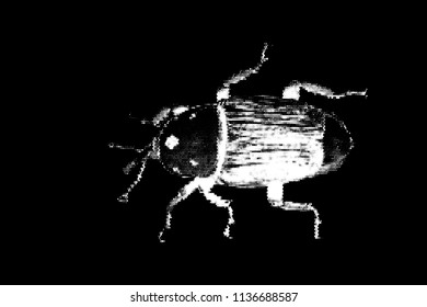 Weevil. Isolated on black background. Vector illustration. Halftone style. 