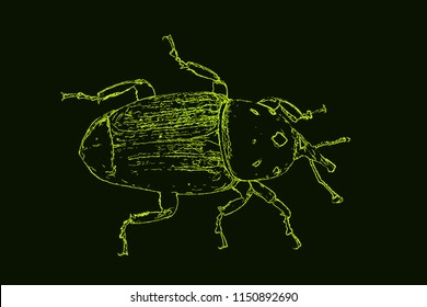 Weevil. Isolated on dark background. Vector illustration. Sketch style.