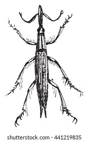 Weevil or Lixus spp. Lixus is one genus (comprised of 425 different species) of True Weevils (family Curculionidae). From Domestic Life, vintage engraving, 1880.