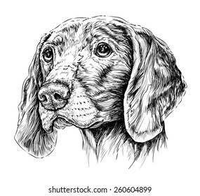 Weimar pointer dog portrait . Vector Illustration