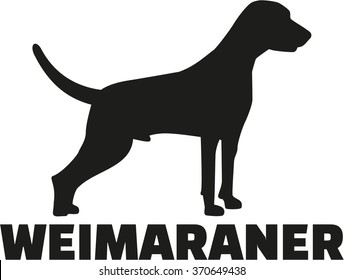 Weimaraner with breed name