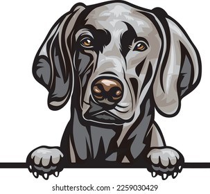 Perros de búsqueda de color Weimaraner. Imagen de color de la cabeza de un perro aislado en un fondo blanco. Retrato de perro, ilustración de vector