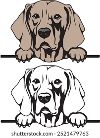 Weimaraner color peeking perros Vector, fondo blanco, Ilustración vectorial