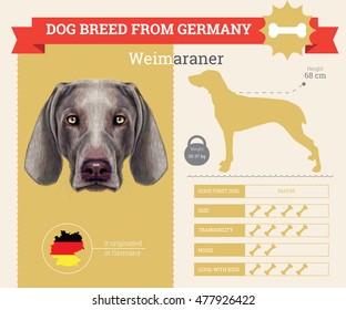 Weimaraner dog breed vector info graphics. This dog breed from German