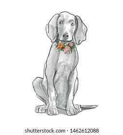 Weimaraner Dog Illustration Watercolour Dog Drawing