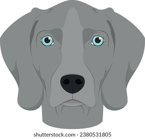 Weimaraner dog isolated on white background vector illustration