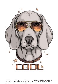 Weimaraner dog portrait. Cool dog in sunglasses.  Stylish image for printing on any surface	