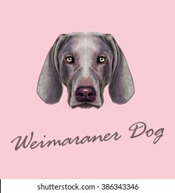 Weimaraner Dog portrait. Vector illustrated Portrait of hunting dog on pink background.