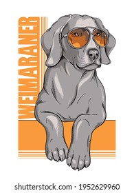 Cartel de perro de Weimaraner. Perro genial con gafas de sol.  Imagen elegante para imprimir en cualquier superficie	