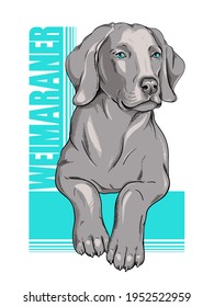 Cartel de perro de Weimaraner. Imagen elegante para imprimir en cualquier superficie	