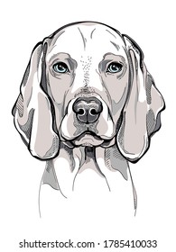 Esbozo de perro de Weimaraner. Ilustración del vector