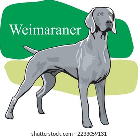 Ilustración del vector permanente del perro de Weimaraner