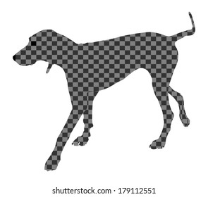Weimaraner dog vector - Weimaraner in bird hunting. Black silhouette isolated on white background. Abstract digital dog vector illustration.
