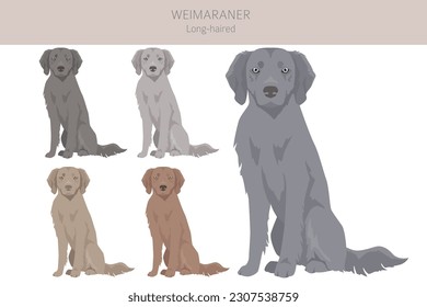 Weimaraner longhaired dog clipart. All coat colors set.  All dog breeds characteristics infographic. Vector illustration