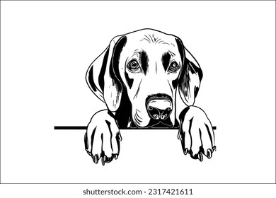 Weimaraner Peek - Enchanting Weimaraner dog head peeking illustration in EPS format. Perfect for capturing the inquisitive and gentle nature of the breed in designs, logos, and branding