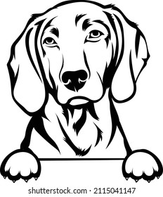 Weimaraner Peeking Dog Vector Imagen Weimaraner Silhouette Outlines