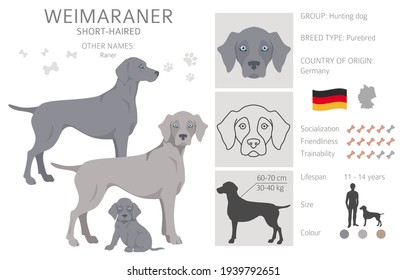 what colors are weimaraners