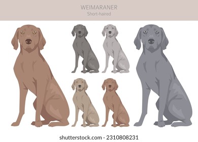 Clíparte de perro de Weimaraner de transmisión corta. Todos los colores del abrigo.  Todas las razas de perros tienen características infográficas. Ilustración del vector