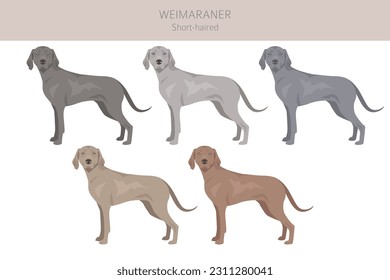 Clíparte de perro de Weimaraner de transmisión corta. Todos los colores del abrigo.  Todas las razas de perros tienen características infográficas. Ilustración del vector