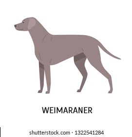 Weimaraner. Stunning cute dog of hunting breed or gundog isolated on white background. Funny adorable purebred domestic animal or pet with short-haired coat. Flat cartoon vector illustration.