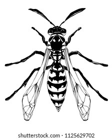 Weird beautiful wasp on white background. Ornate decorated outline insect wings. Hand drawn vector illustration. Fantasy, occultism, tattoo art, coloring books, spirituality. Hipster print.