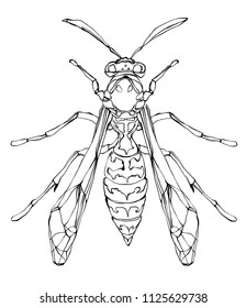 Weird beautiful wasp on white background. Ornate decorated outline insect wings. Hand drawn vector illustration. Fantasy, occultism, tattoo art, coloring books, spirituality. Hipster print.