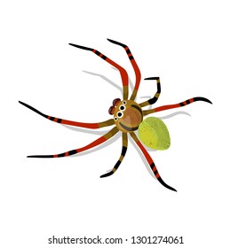 Weird and colorful spider isolated on white background. Spider vector cartoon. 