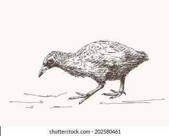 Weka flightless bird of New Zealand, Hand drawn vector illustration