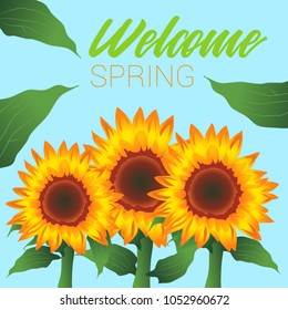 "Welcome Spring" Text, Sunflowers Vector Illustration, Banner