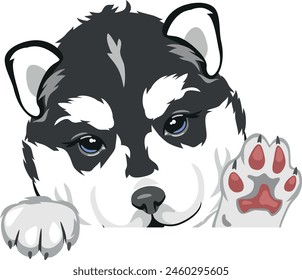 Welcoming peeking husky puppy. Vector