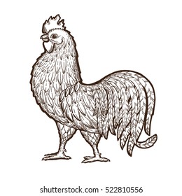 Well drawn illustration of a rooster. Painted by hand.