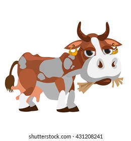 A well-fed cow eats hay. Vector illustration.