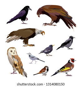 Well-known birds set. Collection of city and wild birds. Can be used for topics like ornithology, zoo, nature