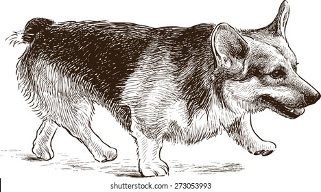 Welsh Corgi